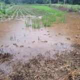 팜모닝 귤·일상 게시글 이미지