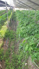 팜모닝 기타작물·영농일지 게시글 이미지