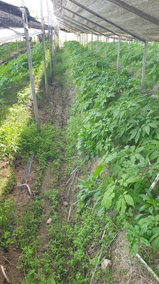 좋은정보감사합니다님의 기타작물 · 영농일지 작성글 사진