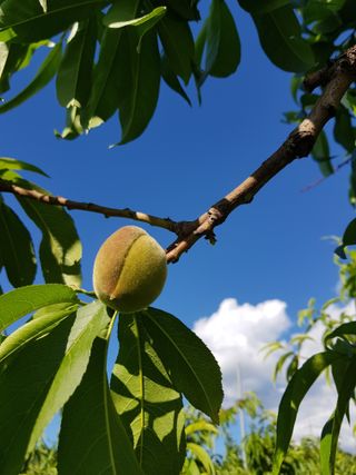 팍상한농부님의 복숭아 · 영농일지 작성글 사진