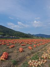 팜모닝 자유주제·자유게시판 게시글 이미지