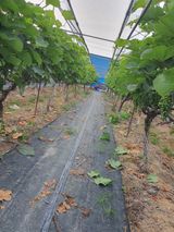 팜모닝 포도·영농일지 게시글 이미지