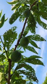 팜모닝 농사, 무엇이든 물어보세요!·참여글 게시글 이미지