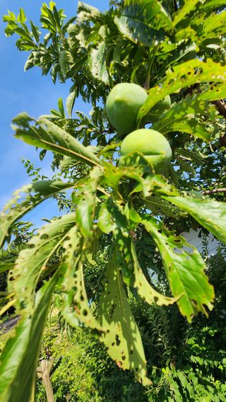 민완식님의 농사, 무엇이든 물어보세요! · 참여글 작성글 사진