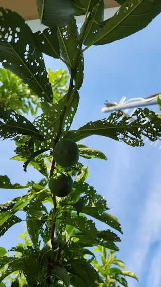 민완식님의 농사, 무엇이든 물어보세요! · 참여글 작성글 사진