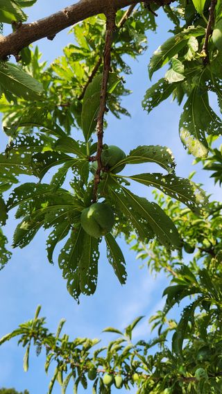 민완식님의 농사, 무엇이든 물어보세요! · 참여글 작성글 사진