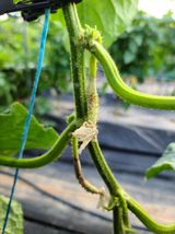 팜모닝 오이·병해충상담 게시글 이미지