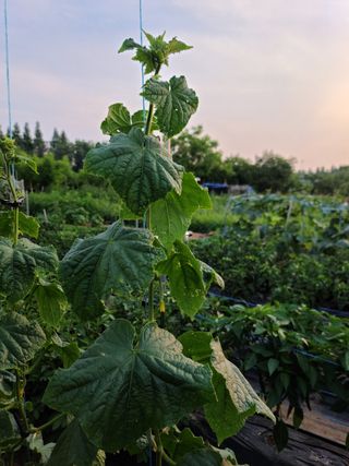 박찬형님의 오이 · 병해충상담 작성글 사진
