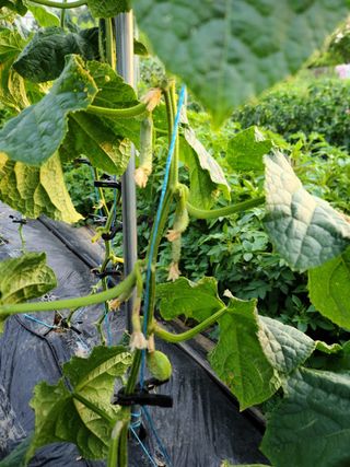 박찬형님의 오이 · 병해충상담 작성글 사진