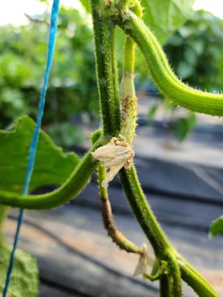 박찬형님의 오이 · 병해충상담 작성글 사진