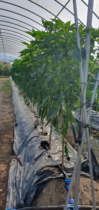 최고봉님최진홍님의 고추 · 영농일지 작성글 사진