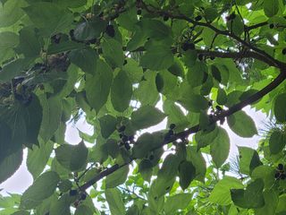 대파8818님의 기타작물 · 영농일지 작성글 사진