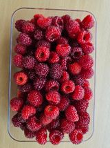 팜모닝 기타작물·영농일지 게시글 이미지