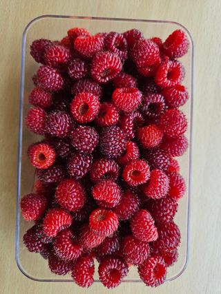 홍&이님의 기타작물 · 영농일지 작성글 사진