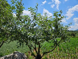 홍&이님의 기타작물 · 영농일지 작성글 사진