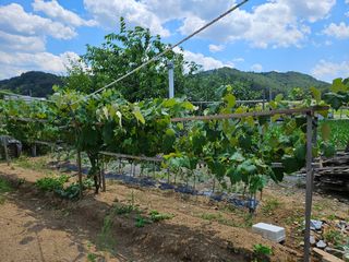홍&이님의 기타작물 · 영농일지 작성글 사진