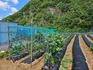 홍&이님의 기타작물 · 영농일지 작성글 사진