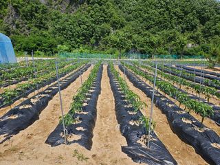 홍&이님의 기타작물 · 영농일지 작성글 사진