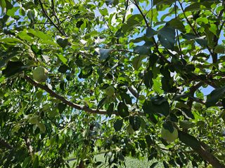 홍&이님의 기타작물 · 영농일지 작성글 사진