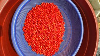 홍&이님의 기타작물 · 영농일지 작성글 사진