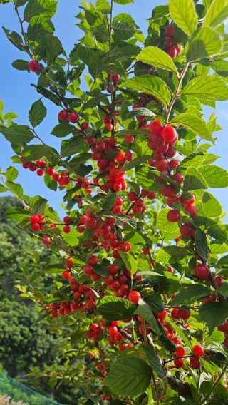 홍&이님의 기타작물 · 영농일지 작성글 사진