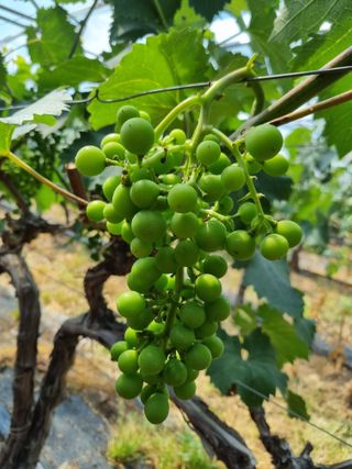 노강님의 포도 · 영농일지 작성글 사진