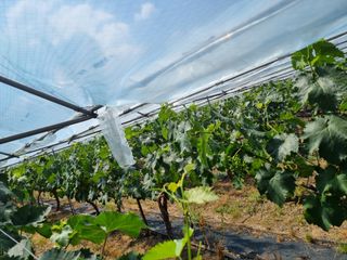 노강님의 포도 · 영농일지 작성글 사진