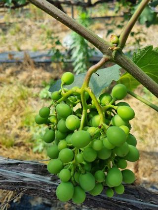 노강님의 포도 · 영농일지 작성글 사진