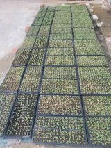 팜모닝 들깨·영농일지 게시글 이미지