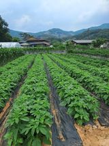 팜모닝 고추·영농일지 게시글 이미지