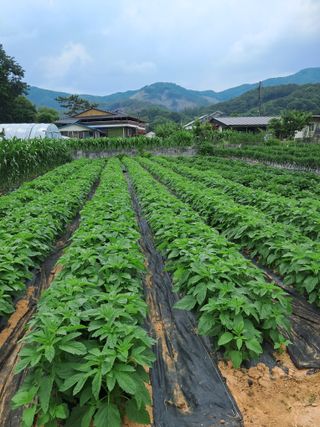 이희자님의 고추 · 영농일지 작성글 사진