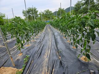 조균원님의 자유주제 · 자유게시판 작성글 사진