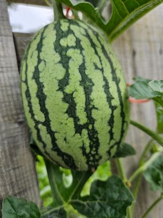 조균원님의 자유주제 · 자유게시판 작성글 사진