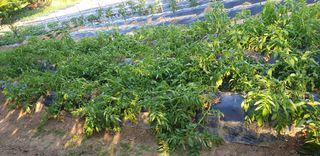 사또님의 감자 · 영농일지 작성글 사진