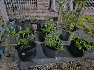 뿡뿡농장님의 블루베리 · 자유게시판 작성글 사진