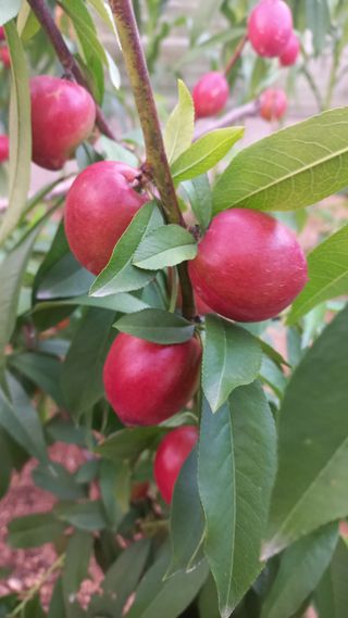 자두21501님의 복숭아 · 영농일지 작성글 사진