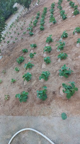 자두21501님의 복숭아 · 영농일지 작성글 사진