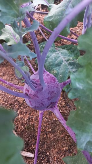 자두21501님의 복숭아 · 영농일지 작성글 사진