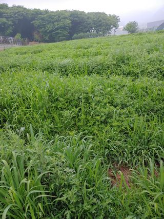 윤석님의 기타작물 · 영농일지 작성글 사진