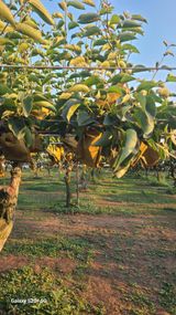 팜모닝 배·영농일지 게시글 이미지