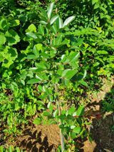 팜모닝 토마토·영농일지 게시글 이미지