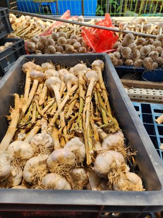 삼례하리행복텃밭님의 자유주제 · 자유게시판 작성글 사진