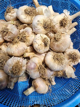 삼례하리행복텃밭님의 자유주제 · 자유게시판 작성글 사진