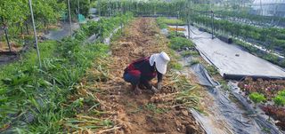 박상중님의 마늘 · 영농일지 작성글 사진