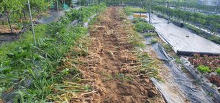 박상중님의 마늘 · 영농일지 작성글 사진