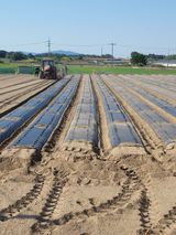 팜모닝 들깨·영농일지 게시글 이미지