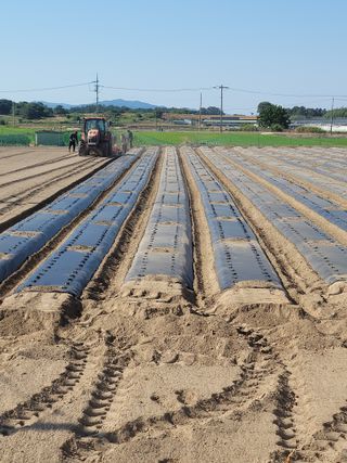 다둥이네농장님의 들깨 · 영농일지 작성글 사진