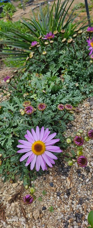 두메농원님의 기타작물 · 영농일지 작성글 사진