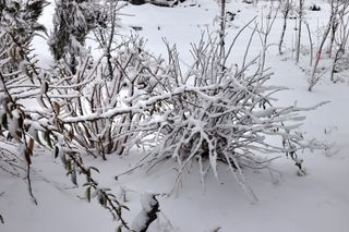 두메농원님의 기타작물 · 영농일지 작성글 사진