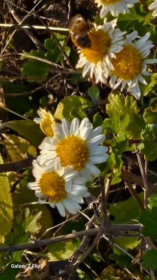 두메농원님의 기타작물 · 영농일지 작성글 사진